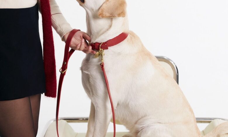 Festive DIY for Dogs: Handmade Gifts and Boutique Finds