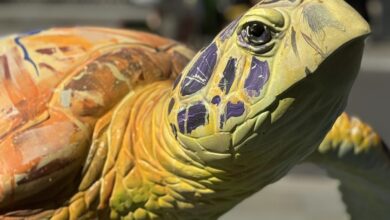 Exploring the Tusk Turtle Trail London 2025 Exploring the Tusk Turtle Trail London 2025