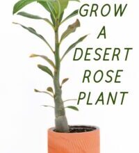 Grow a Desert Rose Plant From Seed | Easy Instructions