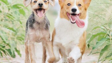 You’ve got a friend in Felt – Felt