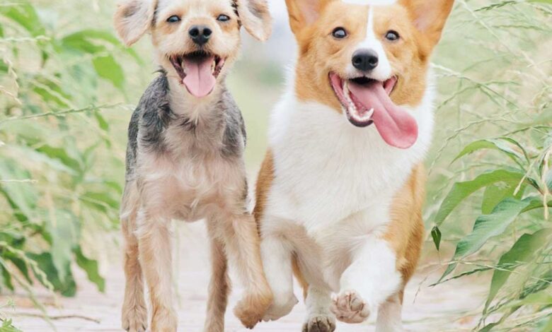 You’ve got a friend in Felt – Felt You’ve got a friend in Felt – Felt