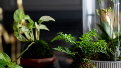 How to Make a Moss Ball Planter or Kokedama